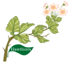 Plant motif Hawthorn Huath Celtic Tree Month